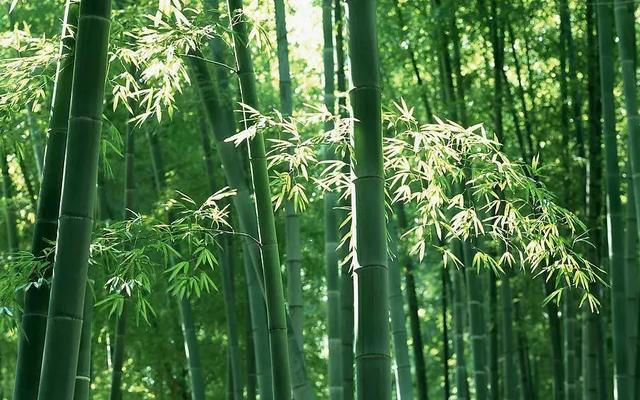 和田玉中的青竹风骨